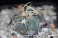 Echinocactus horizonthalonius PD 40